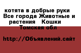 котята в добрые руки - Все города Животные и растения » Кошки   . Томская обл.